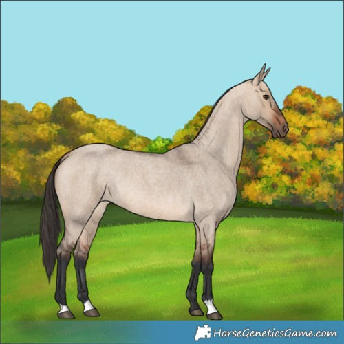 Horse Color:Bay Roan Dun