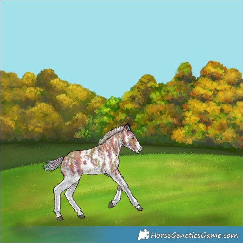 Horse Color:Nacre Silver Bay Sabino