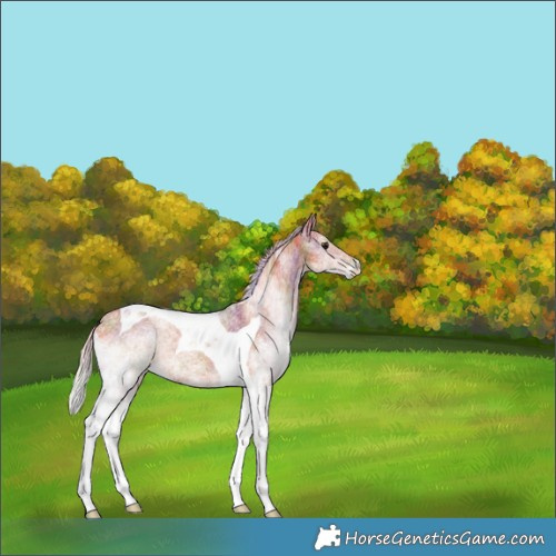 Horse Color:Nacre White Spotted Silver Bay Tobiano Rabicano 
