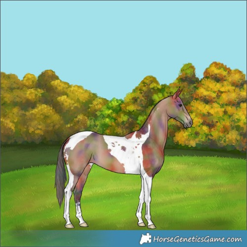 Horse Color:Nacre Bay Tobiano
