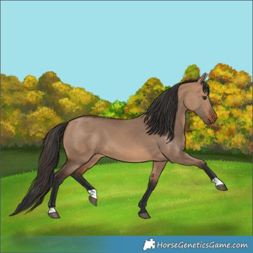 Horse Color:Bay Dun 