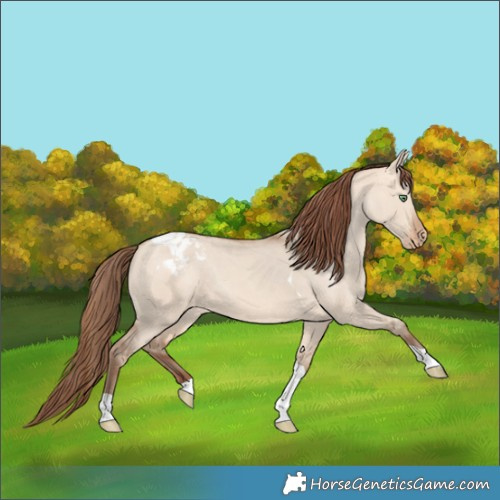 Horse Color:Amber Champagne Dun Tobiano Appaloosa Rabicano