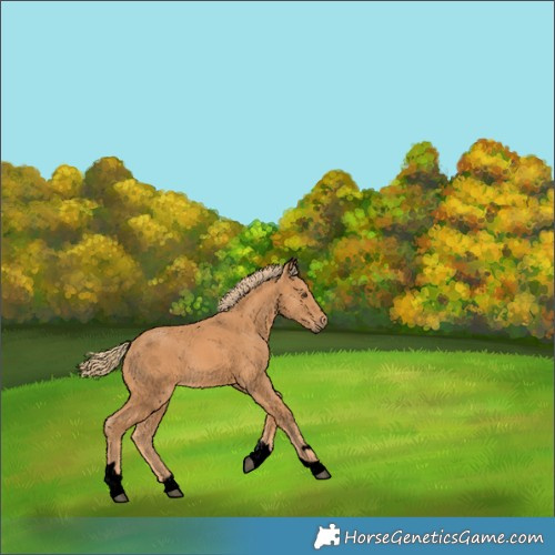 Horse Color:Void Chestnut Tobiano