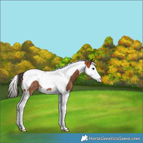 Horse Color:Bay Splash Tobiano Rabicano