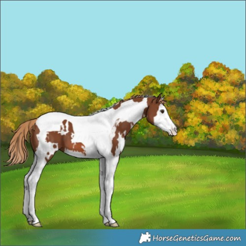 Horse Color:White Spotted Chestnut Splash Tobiano 