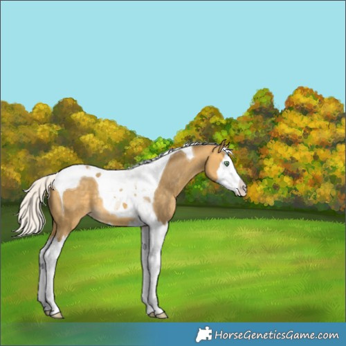 Horse Color:Silver Amber Cream Champagne Splash Tobiano Appaloosa