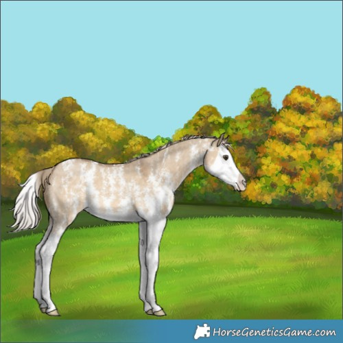 Horse Color:Chocolate Palomino Dun Sabino Splash Appaloosa 