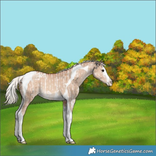 Horse Color:Silver Smoky Black Sabino Splash Tobiano Appaloosa and Silver Amber Champagne Dun Splash Tobiano Appaloosa
