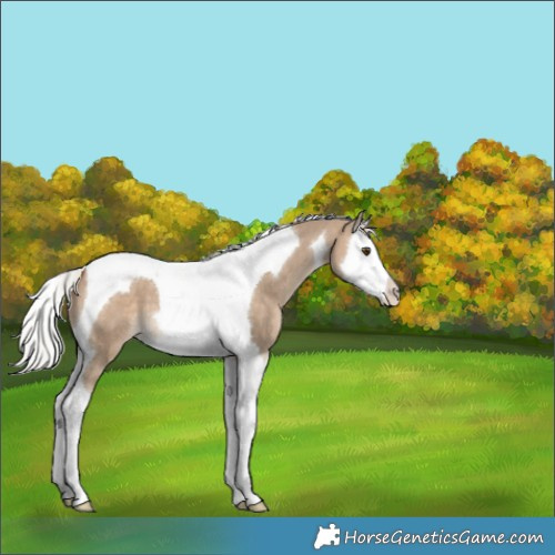 Horse Color:Silver Brown Dun Splash Tobiano Appaloosa 