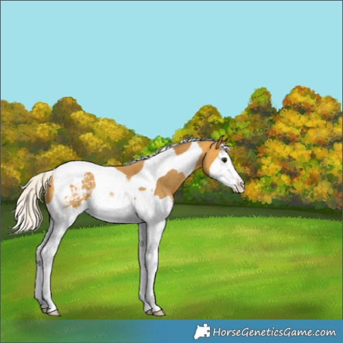 Horse Color:Silver Buckskin Sabino Splash Tobiano Appaloosa Rabicano 