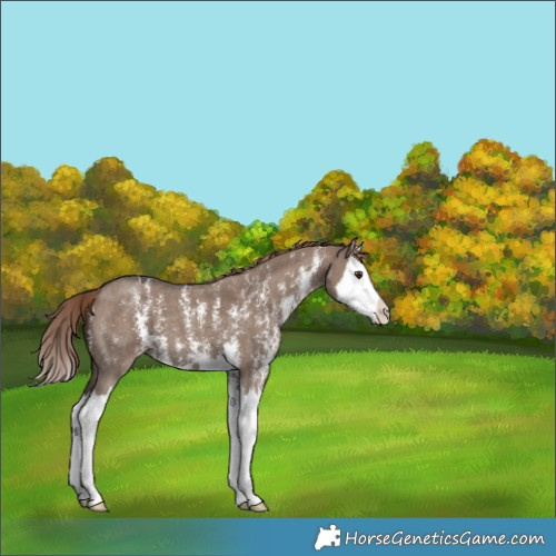 Horse Color:Liver Red Dun Sabino Splash