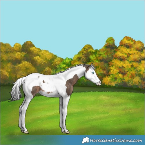 Horse Color:Brown Dun Splash Tobiano Appaloosa