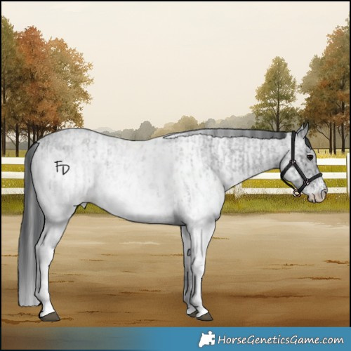 Horse Color:White Spotted Blue Roan Rabicano  and White Spotted Blue Roan Appaloosa Rabicano 