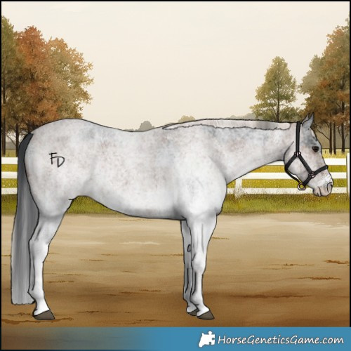 Horse Color:White Spotted Blue Roan Rabicano  and White Spotted Silver Blue Roan Rabicano 