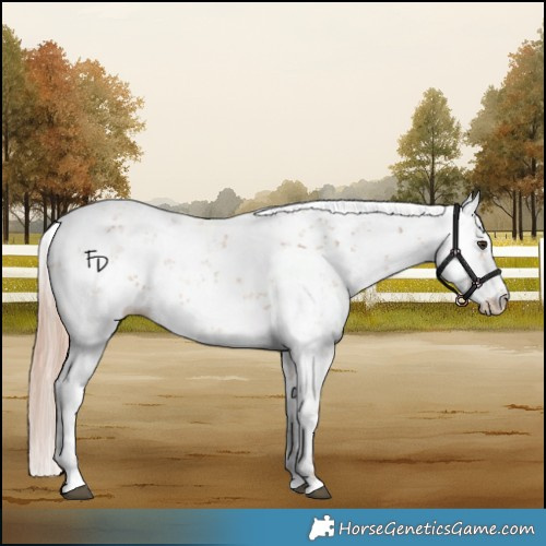 Horse Color:Chestnut Sabino 