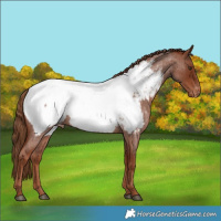 Horse Color:Red Roan Appaloosa 