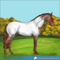 Horse Color:Red Roan Near Fewspot 