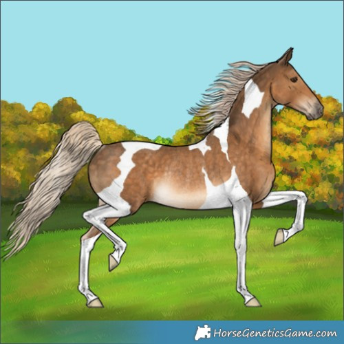 Horse Color:Chocolate Palomino Tobiano Rabicano 