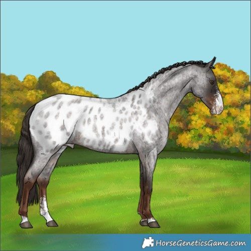Horse Color:Liver Red Roan Sabino Appaloosa 