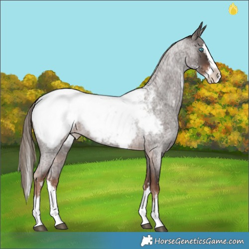 Horse Color:Liver Red Roan Sabino Splash Appaloosa 