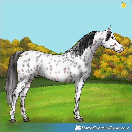 Horse Color:Brown Roan Appaloosa 