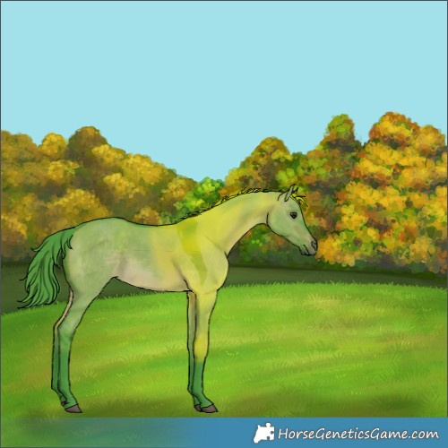 Horse Color:Watercolor White Spotted Brown Dun Rabicano 
