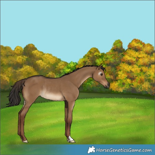 Horse Color:Gray Liver Red Dun Rabicano 