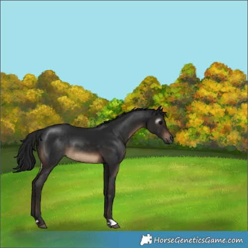 Horse Color:Gray Brown Rabicano 
