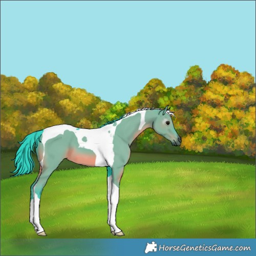 Horse Color:Gray Watercolor Grullo Tobiano 