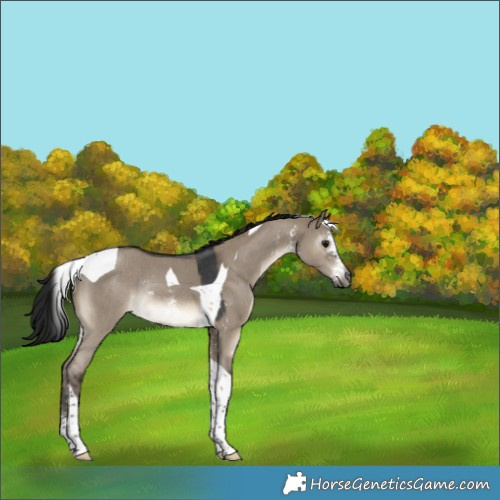 Horse Color:Gray Brown Dun Sabino Tobiano Rabicano 