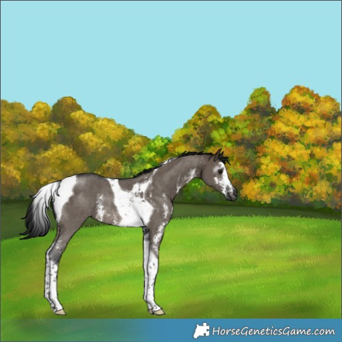 Horse Color:Gray Brown Dun Sabino Tobiano Rabicano 