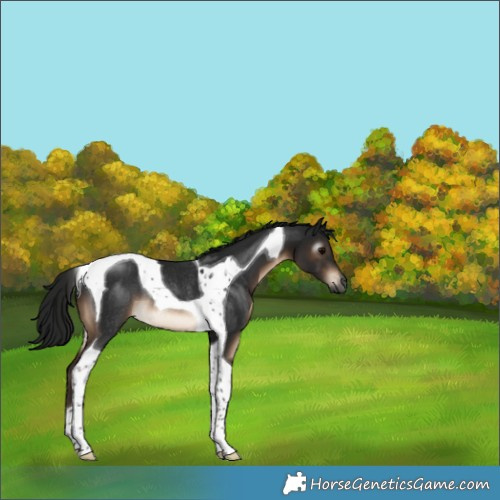 Horse Color:Gray Brown Tobiano Rabicano 