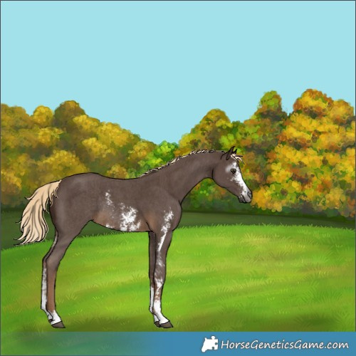 Horse Color:Gray Chocolate Palomino Sabino Rabicano 