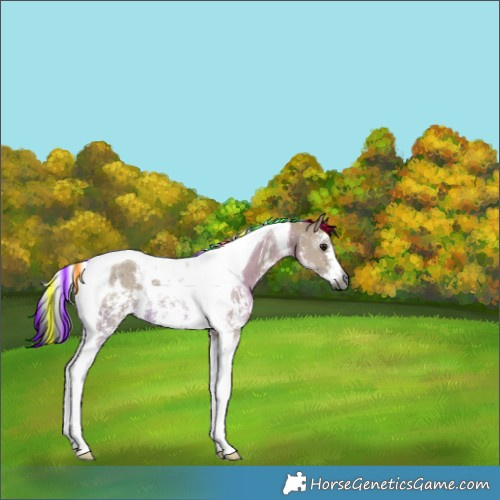 Horse Color:Gray Painted Brown Dun Sabino Tobiano Rabicano 