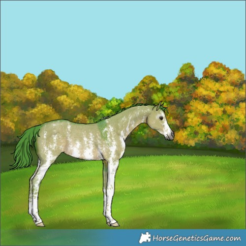 Horse Color:Gray Watercolor Liver Red Dun Sabino Rabicano