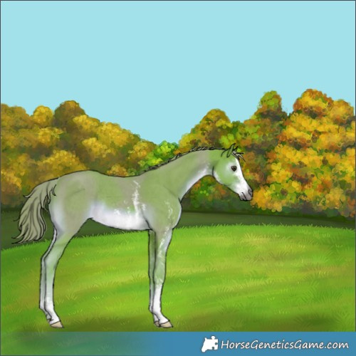 Horse Color:Gray Watercolor Liver Chestnut Sabino Rabicano