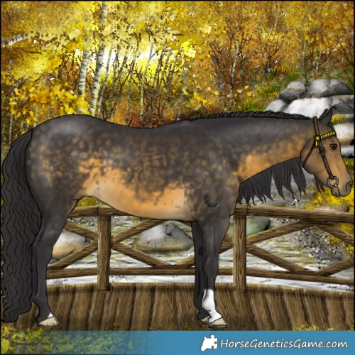 Horse Color:Buckskin 