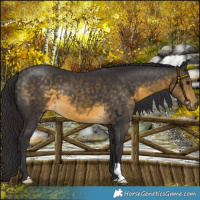 Horse Color:Buckskin 