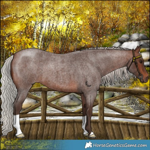 Horse Color:Silver Brown Roan 