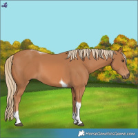 Horse Color:Chestnut Tobiano