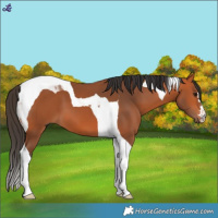 Horse Color:Bay Tobiano