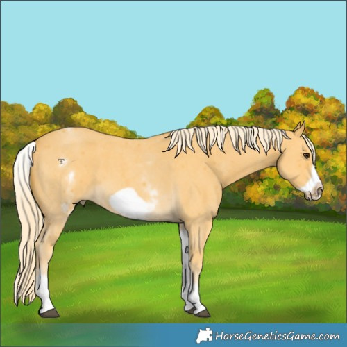 Horse Color:White Spotted Palomino Sabino Frame 