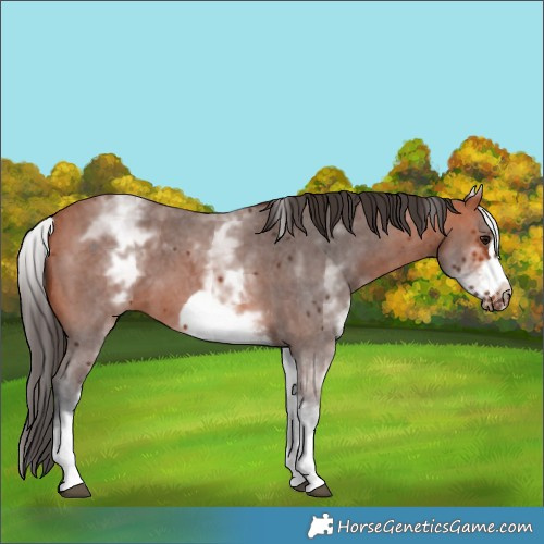 Horse Color:White Spotted Bay Sabino Frame