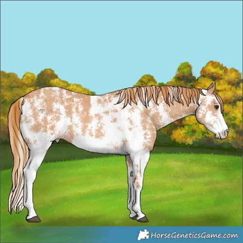 Horse Color:Chestnut Sabino 