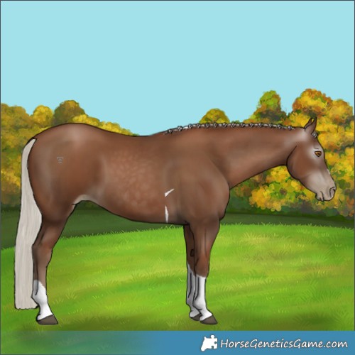 Horse Color:Gray Silver Black Pearl Tobiano 