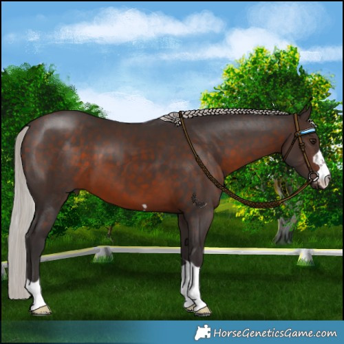 Horse Color:Silver Brown 