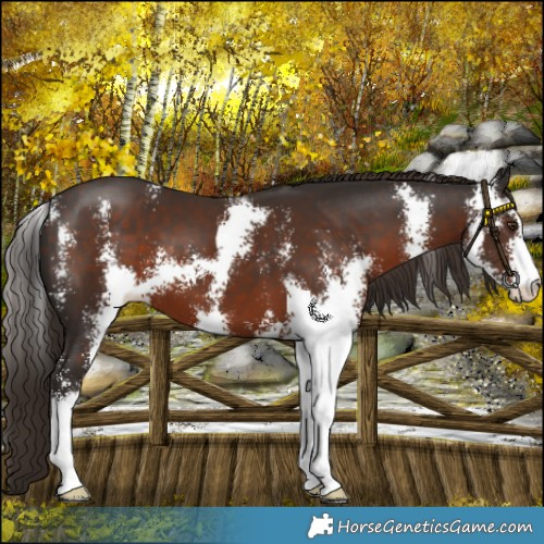 Horse Color:Liver Chestnut Sabino 