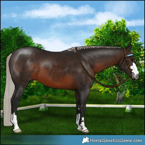 Horse Color:Gray Silver Brown 