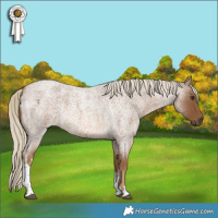 Horse Color:White Spotted Chocolate Palomino Roan Rabicano 