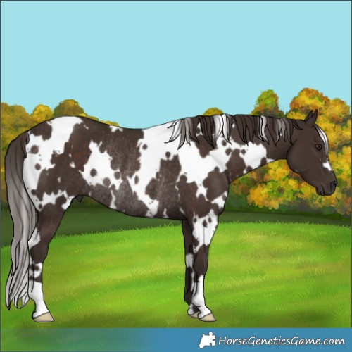 Horse Color:White Spotted Liver Chestnut Rabicano 